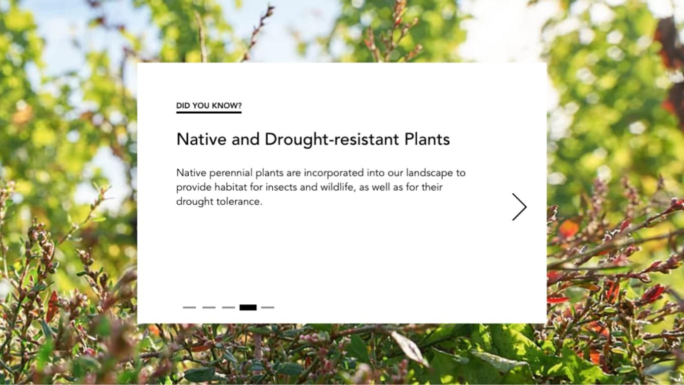 Screenshot from the Stratus website showing a “Did you know?” page about native and drought-resistant plants.